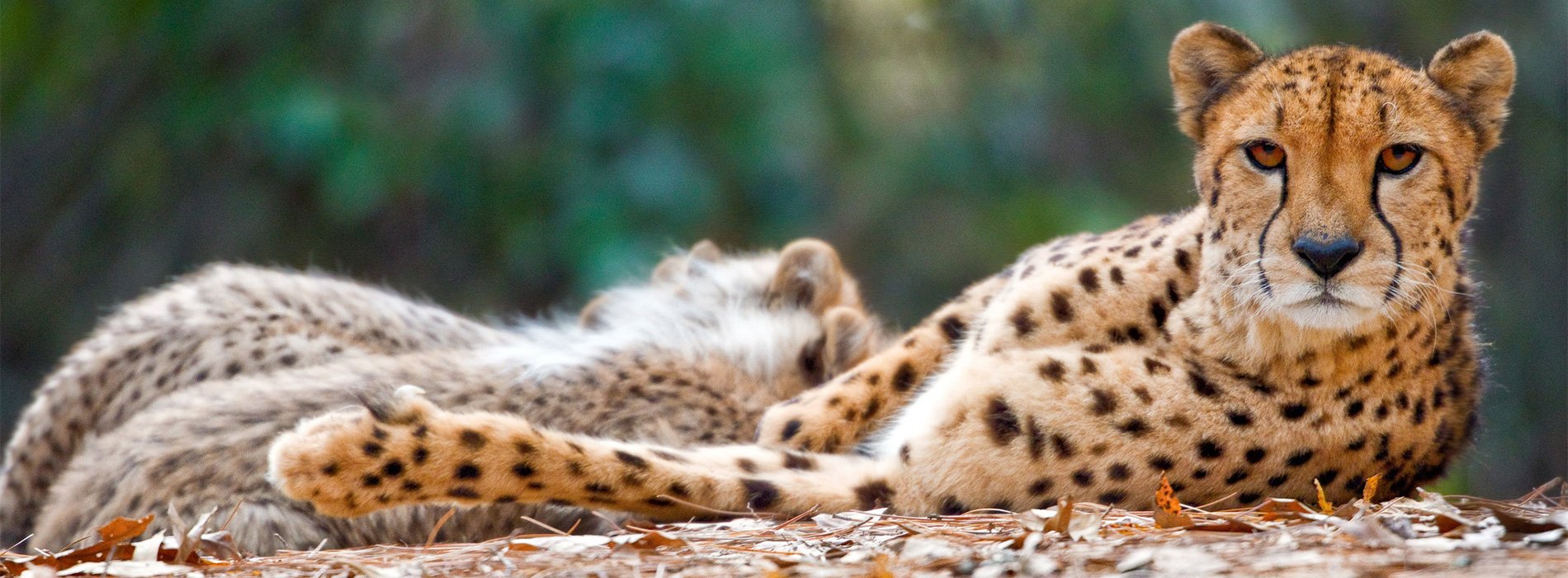 Cheetah