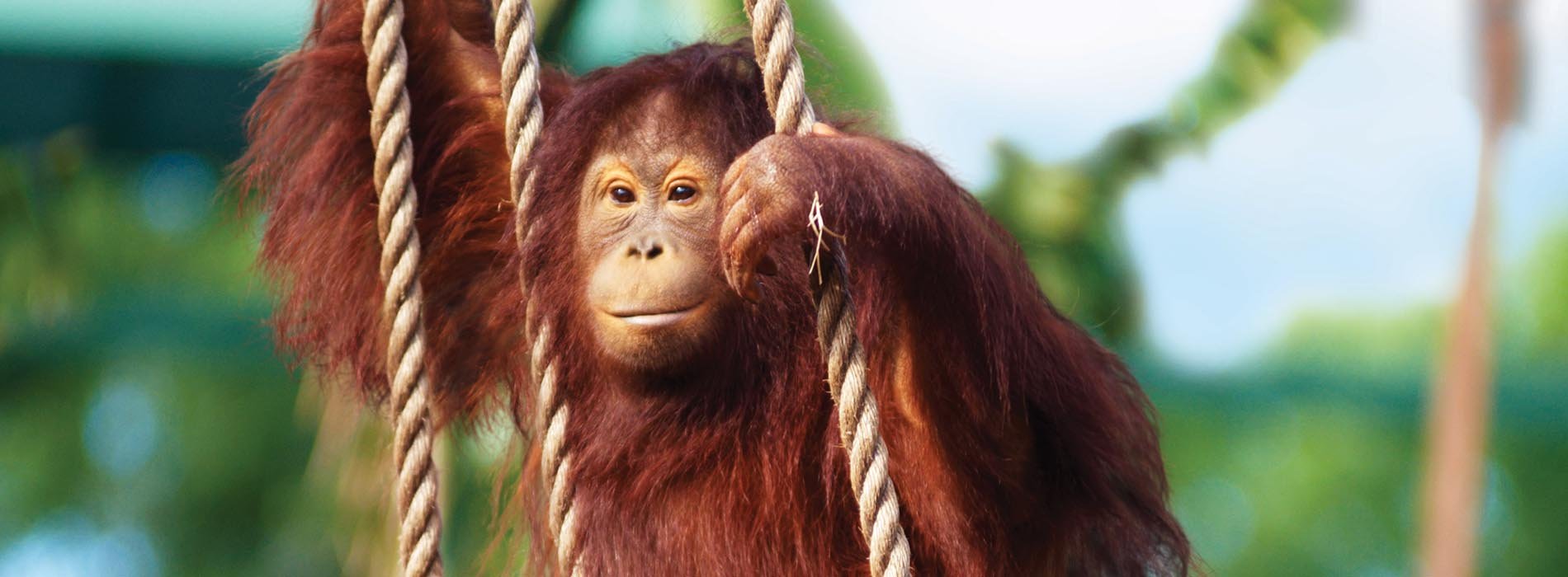 A climbing orangutan