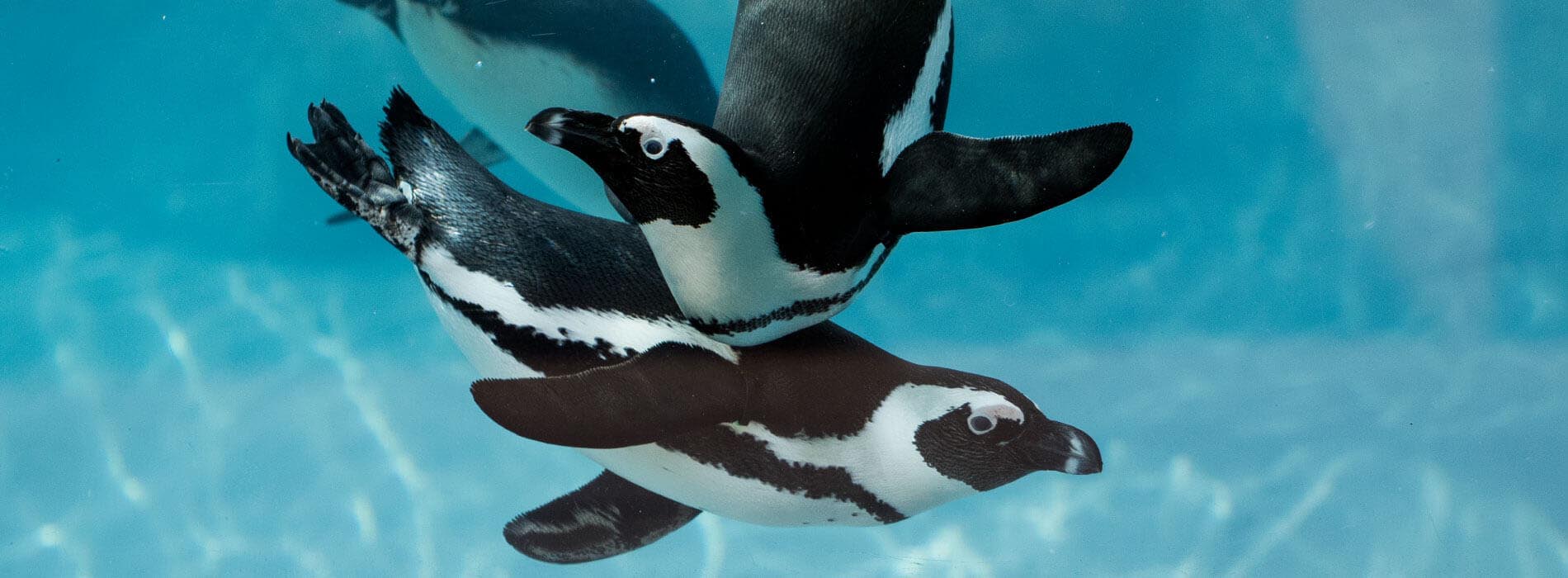 Penguins diving into water