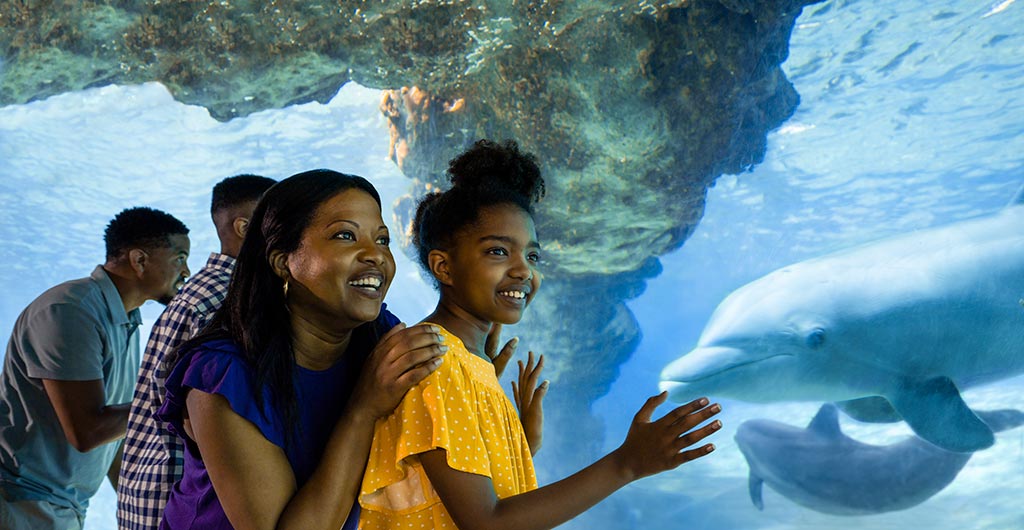 Dolphin Viewing at SeaWorld Orlando