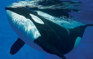 Orca