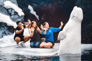People meeting a beluga during a SeaWorld animal encounter