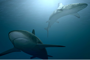 Sharks at SeaWorld Orlando